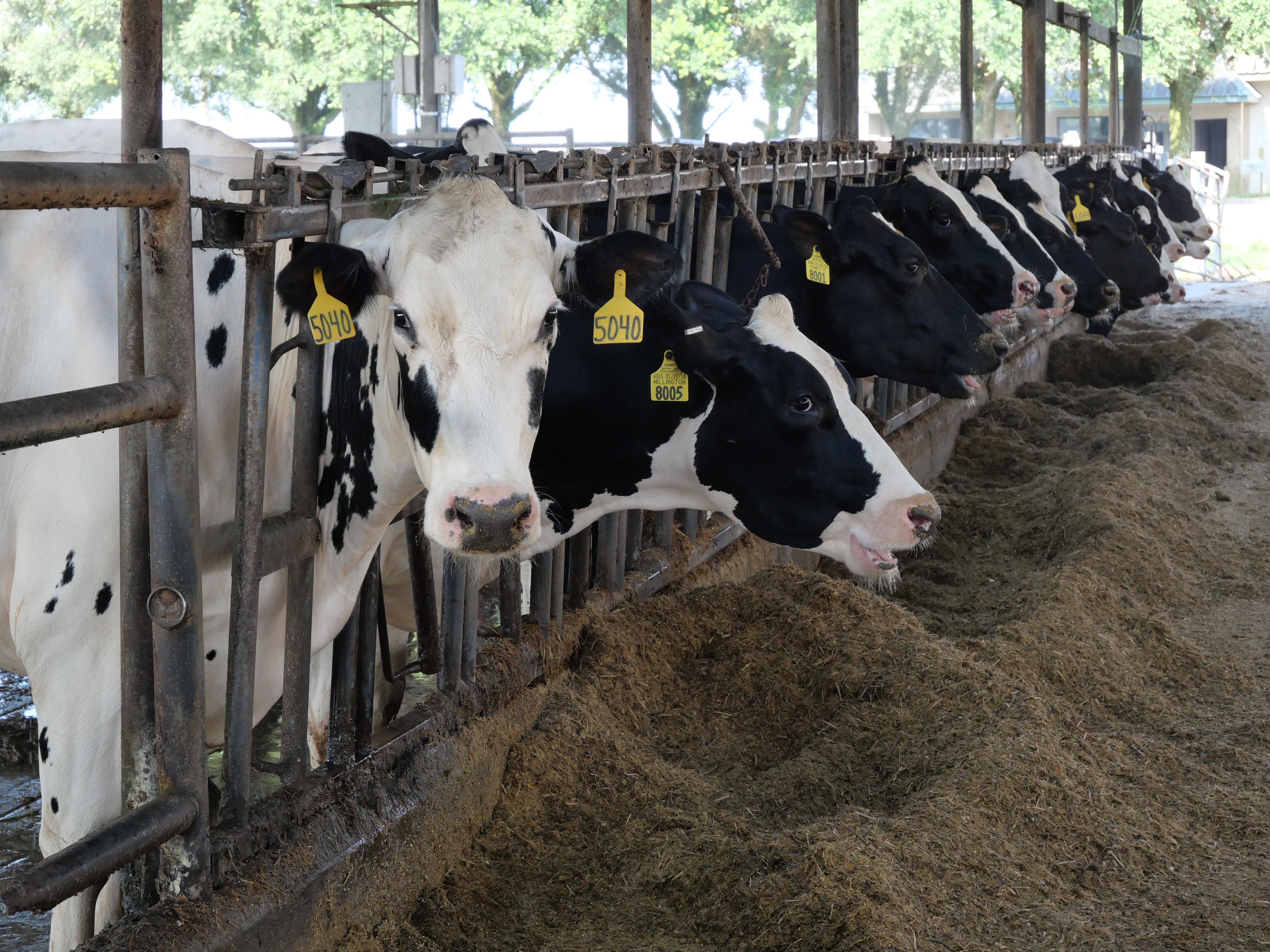 Southeast Research Station focuses on dairy